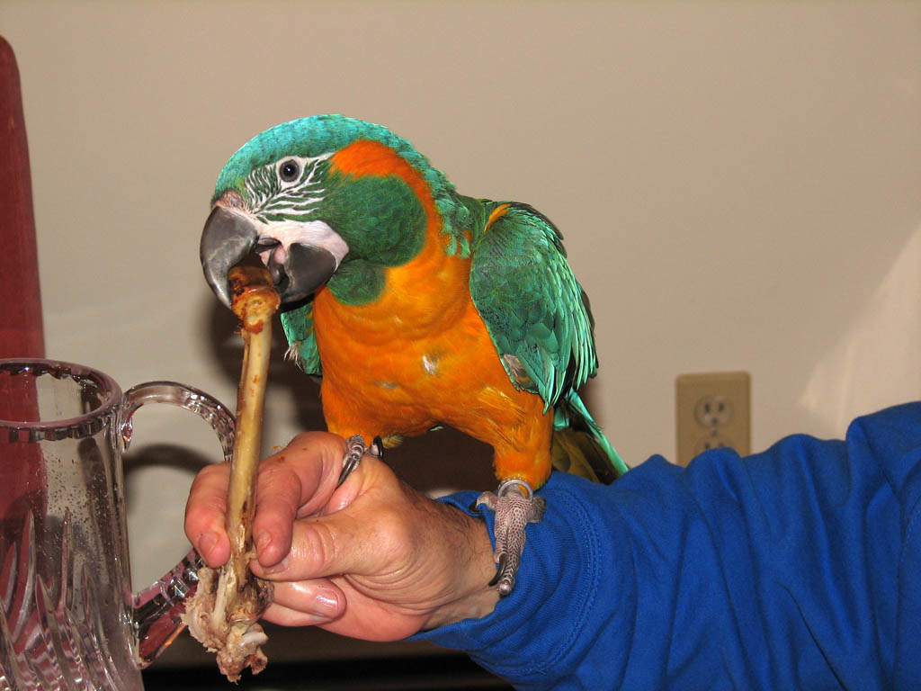 Shayna gnawing on a turkey bone. (Category:  Family)