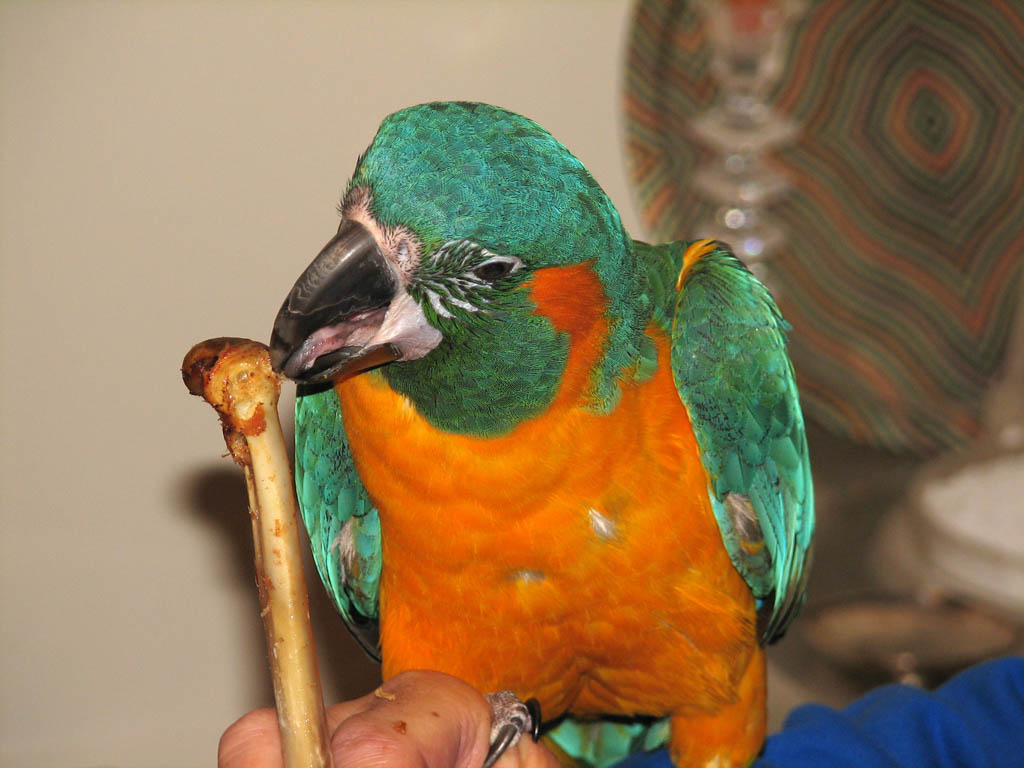 Shayna gnawing on a turkey bone. (Category:  Family)