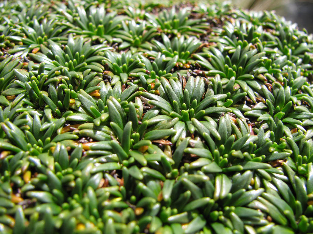 This stuff was growing everywhere.  Made for comfy walking when it was on the trail. (Category:  Travel)