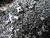 Lichen? (Category:  Travel)