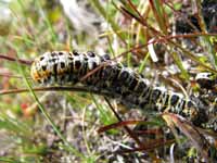 Caterpillar (Category:  Travel)