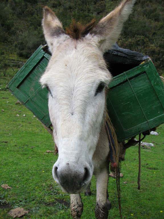 We saw lots of guided groups with Donkeys carrying all their gear.  We thought it would have been a lame way to hike the trail.  But we were still somewhat jealous. (Category:  Travel)