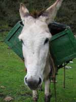 We saw lots of guided groups with Donkeys carrying all their gear.  We thought it would have been a lame way to hike the trail.  But we were still somewhat jealous. (Category:  Travel)