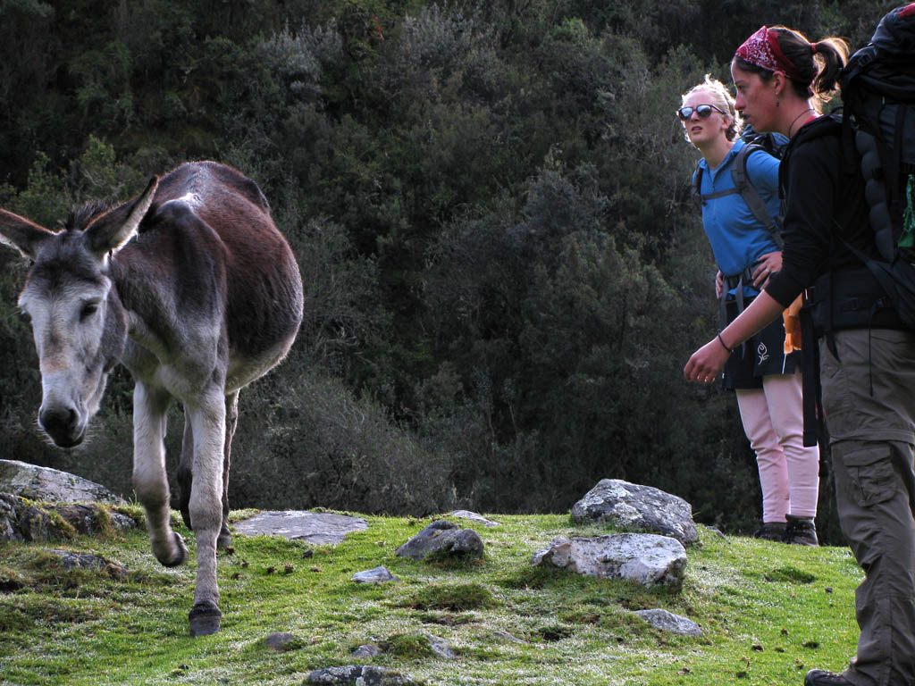 Donkey, Emily and Jen. (Category:  Travel)