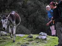 Donkey, Emily and Jen. (Category:  Travel)