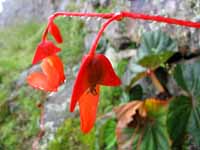 Begonia veitchii covered in morning dew. (Category:  Travel)