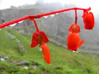 Begonia veitchii with the walls of Machu Picchu in the background. (Category:  Travel)