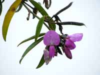 Collaea speciosa (purple orchid). (Category:  Travel)