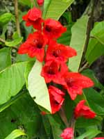 Flower in the Begonia genus? (Category:  Travel)