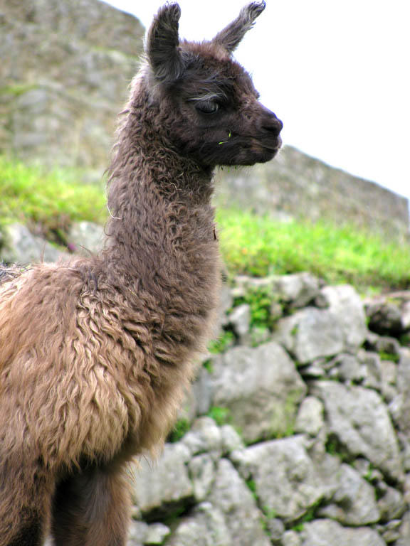 Llama (Category:  Travel)