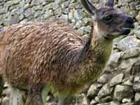 Llama (Category:  Travel)