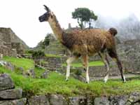 Llama (Category:  Travel)