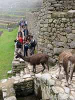 The llamas roamed freely and were completely unperturbed by humans. (Category:  Travel)