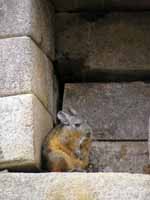 Chinchilla (Category:  Travel)