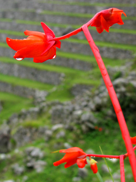 Begonia veitchii with the terraces of Machu Picchu in the background. (Category:  Travel)