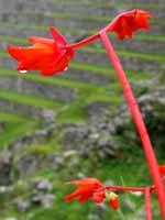 Begonia veitchii with the terraces of Machu Picchu in the background. (Category:  Travel)