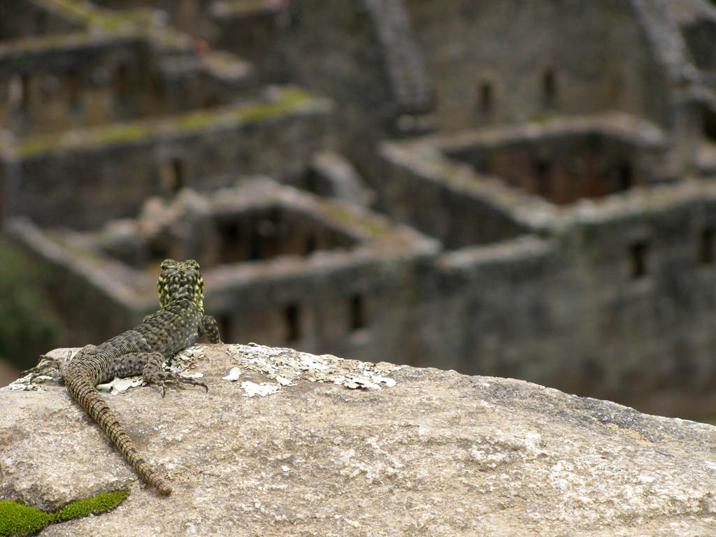 A lizard watches over the city. (Category:  Travel)