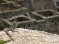 A lizard watches over the city. (Category:  Travel)