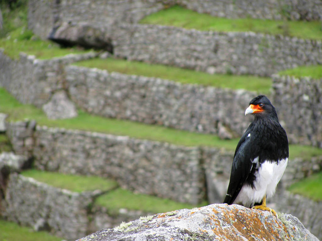 A Mountain Caracara watches over Machu Picchu. (Category:  Travel)