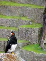A Mountain Caracara watches over the city. (Category:  Travel)