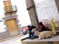 Alpaca hanging out in the streets of Cusco. (Category:  Travel)