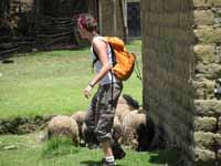 Jen Sheep. (Category:  Travel)