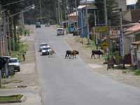 Livestock usually has right of way, but pedestrians NEVER have right of way. (Category:  Travel)