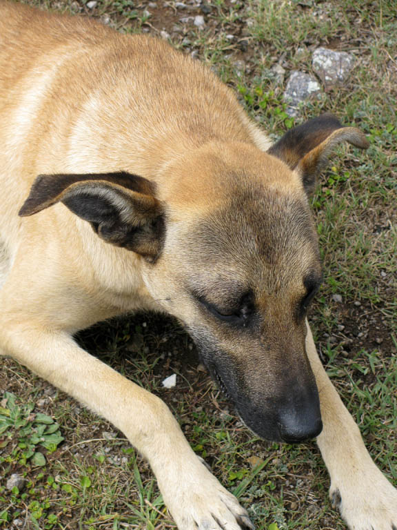 Perro followed us the entire day. (Category:  Travel)