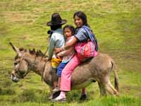 Three Quechua girls on a donkey. (Category:  Travel)