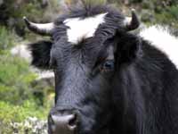 Trail cow. (Category:  Travel)