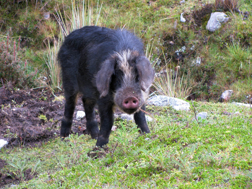 Pig (Category:  Travel)