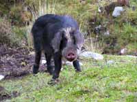 Pig (Category:  Travel)