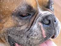 We are amazed by the number and diversity of the dogs we see roaming the streets of Huaraz. (Category:  Travel)