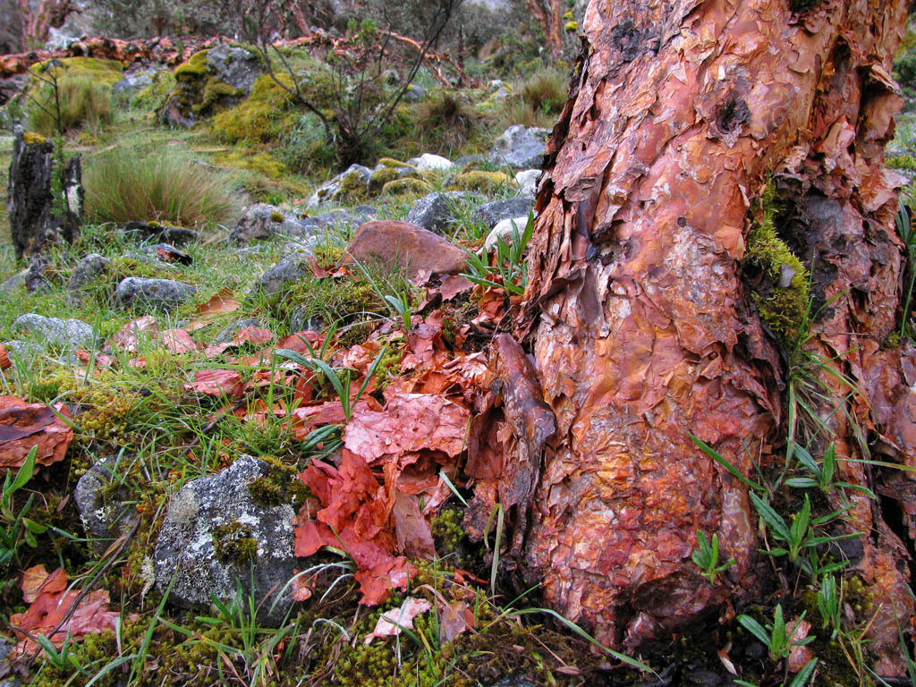 These trees have paper thin bark, reminiscent of river birch, but bright orange in color. (Category:  Travel)