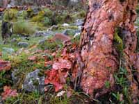 These trees have paper thin bark, reminiscent of river birch, but bright orange in color. (Category:  Travel)