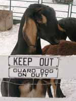 Guard Goat On Duty (Category:  Ice Climbing)