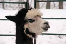 Alpaca (Category:  Ice Climbing)