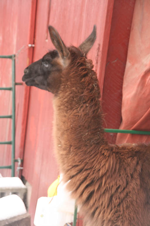 To think I just traveled all the way to Peru to see Alpacas. (Category:  Ice Climbing)