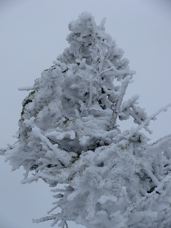 Another spruce.  It was heavily overcast all day, and this is what the world looked like... barely varied tones of gray. (Category:  Ice Climbing)