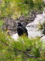 Black Vulture (Category:  Rock Climbing)