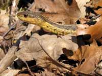 snake (Category:  Backpacking)