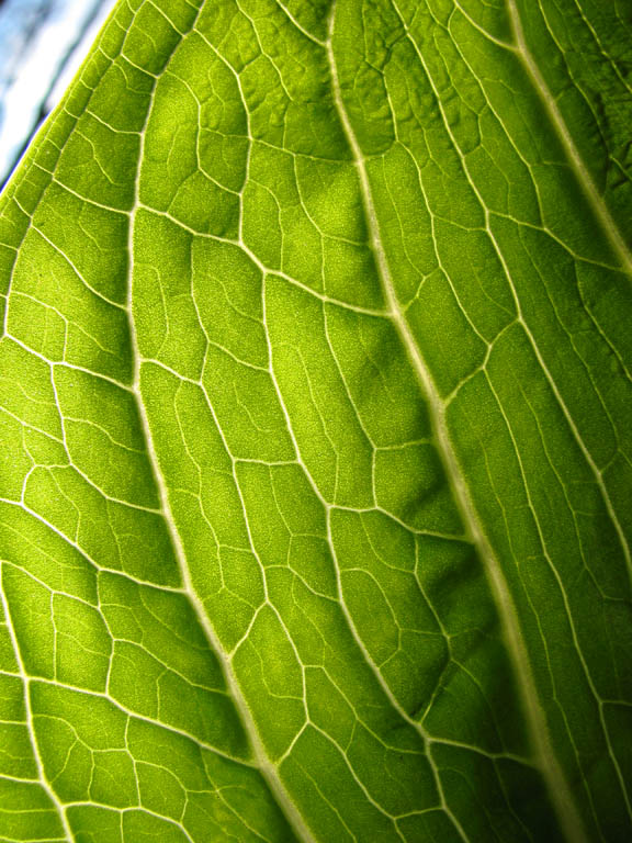 Skunk Cabbage (Category:  Backpacking)