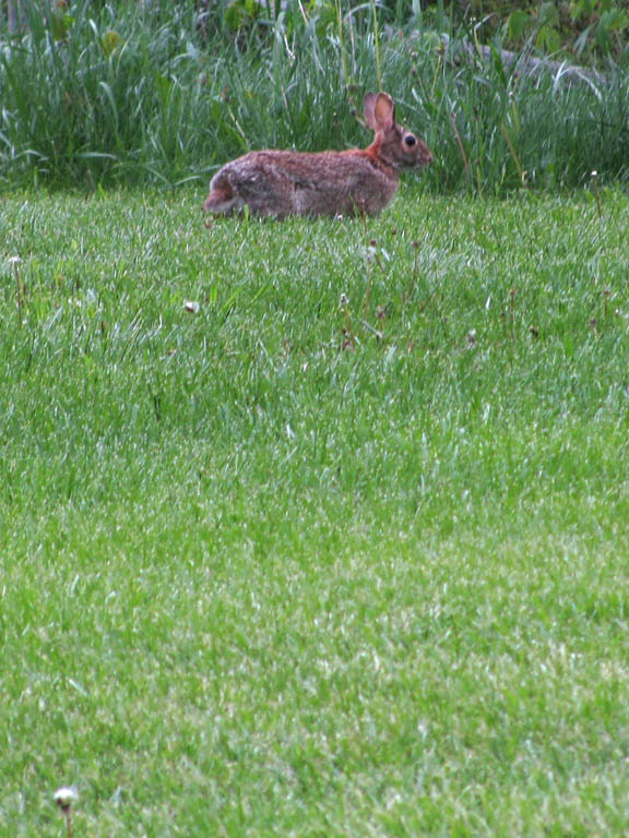 Bunny at Seneca Shadows. (Category:  Rock Climbing)