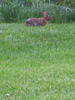 Bunny at Seneca Shadows. (Category:  Rock Climbing)