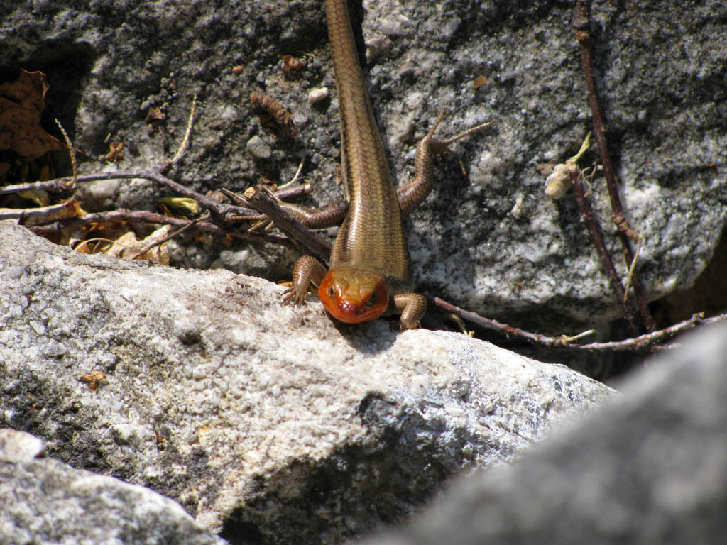 Skink (Category:  Rock Climbing)