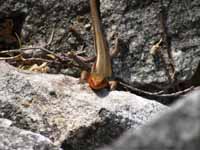 Skink (Category:  Rock Climbing)