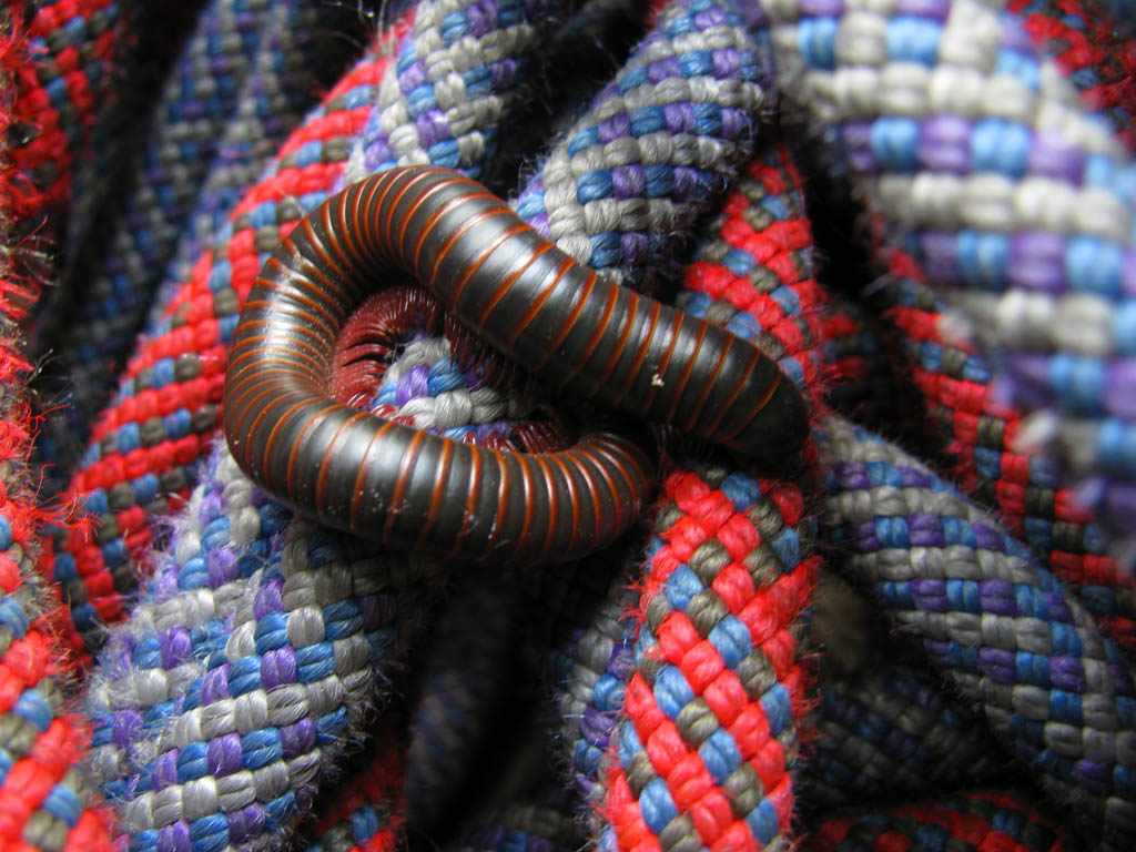 Gunks millipede hanging out on my double ropes. (Category:  Rock Climbing)