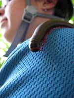 Gunks millipede hanging out on Melissa. (Category:  Rock Climbing)