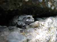Well camouflaged toad near the bottom of Something Interesting. (Category:  Rock Climbing)