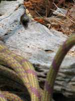 Skink wandering around my rope. (Category:  Rock Climbing)